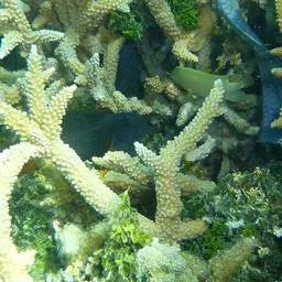 Algae Blenny, photo 6