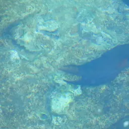 Algae Blenny, photo 7