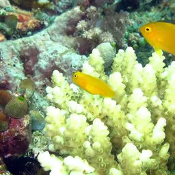 Algae Blenny, photo 8