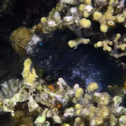 Algae Blenny, photo 9