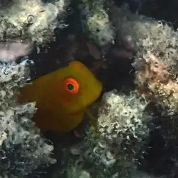 Algae Blenny, photo 10