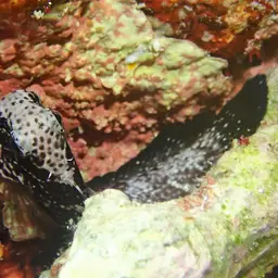 Algae Blenny, photo 11
