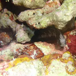 Algae Blenny, photo 12
