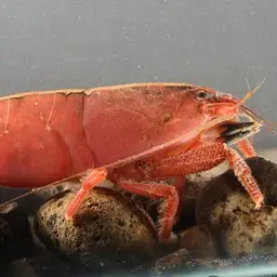 American Filter Shrimp