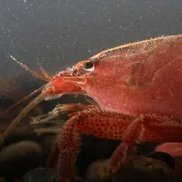 American Filter Shrimp, photo 2