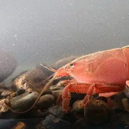 American Filter Shrimp, photo 3