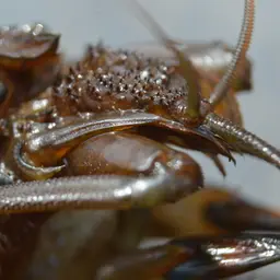 American Filter Shrimp, photo 4