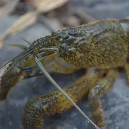 American Filter Shrimp, photo 5