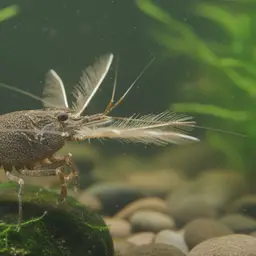 American Filter Shrimp, photo 6