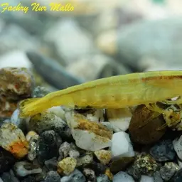 Bamboo Shrimp