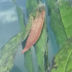 Bamboo Shrimp, photo 3