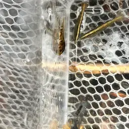 Bamboo Shrimp, photo 4