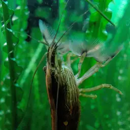 Bamboo Shrimp, photo 5