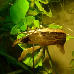 Bamboo Shrimp, photo 6