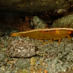 Pink Bamboo Shrimp, photo 1