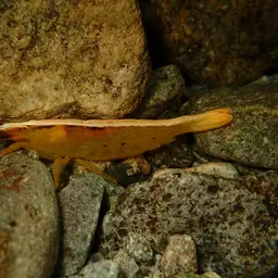 Pink Bamboo Shrimp, photo 2
