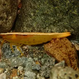 Pink Bamboo Shrimp, photo 3