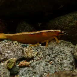 Pink Bamboo Shrimp, photo 4