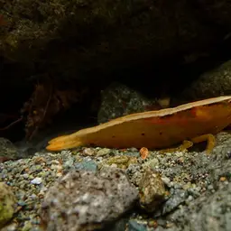 Pink Bamboo Shrimp, photo 5