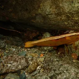 Pink Bamboo Shrimp, photo 6