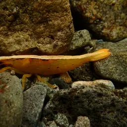 Pink Bamboo Shrimp, photo 7