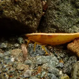 Pink Bamboo Shrimp, photo 8