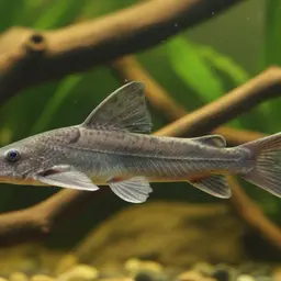 Driftwood Catfish