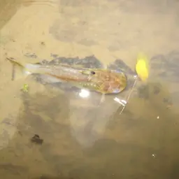 Wood-cat Catfish, photo 2