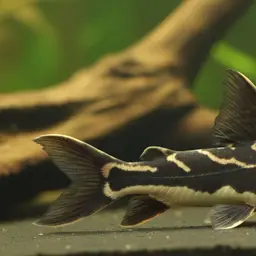 Wood-cat Catfish
