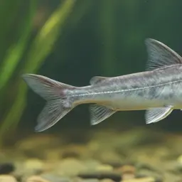 Moustache Catfish