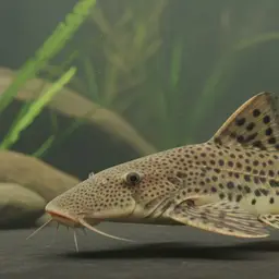 Black Spotted Catfish