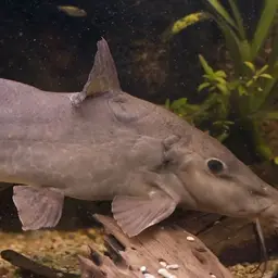Armoured Catfish