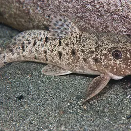 Armoured Catfish, photo 2