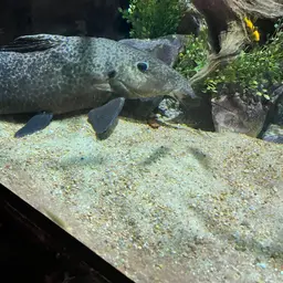 Armoured Catfish, photo 3