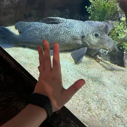 Armoured Catfish, photo 4