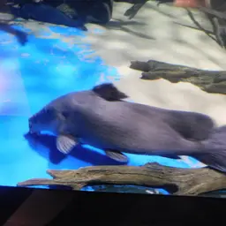 Armoured Catfish, photo 5