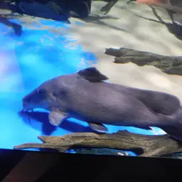 Armoured Catfish, photo 6