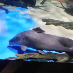 Armoured Catfish, photo 7