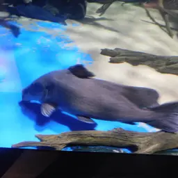 Armoured Catfish, photo 8