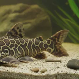 Armoured Catfish, photo 9