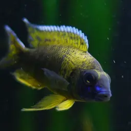 Nkhomo-benga Peacock, photo 8