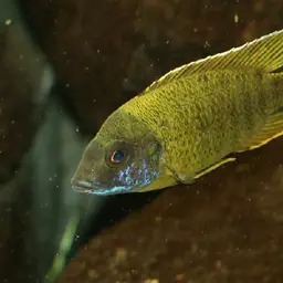Nkhomo-benga Peacock, photo 2