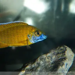 Nkhomo-benga Peacock, photo 3