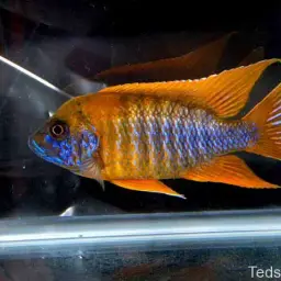 Nkhomo-benga Peacock, photo 4
