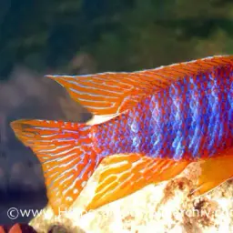 Nkhomo-benga Peacock, photo 5