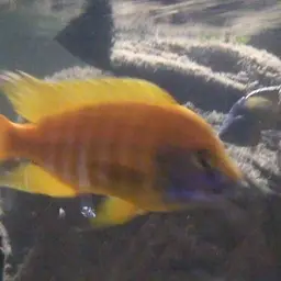 Nkhomo-benga Peacock, photo 6