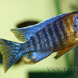 Red Peacock