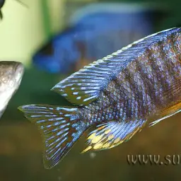 Red Peacock, photo 4