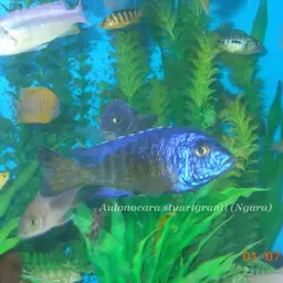 Red Peacock, photo 7