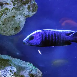 Red Peacock, photo 8